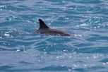 Dolphin fin, Moorea