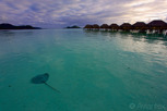 A ray swimming by the overwater bungalows, Bora Bora