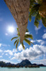Bright sun and palms at paradise island of Bora Bora