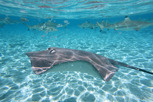 A ray and blacktip sharks, Bora Bora