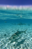 Blacktip sharks, Bora Bora
