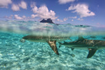 Blacktip sharks, Bora Bora