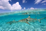 Blacktip sharks, Bora Bora