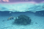 Underwater wildlife, Bora Bora