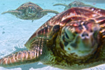 Sea turtles at Bora Bora lagoon, Tahiti