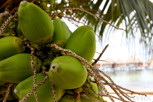 Coco nuts, Moorea