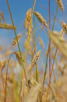 Grain fields outside Helsingborg