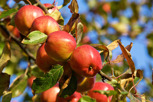 Red apples, Kivik