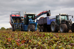 Beetroot harvesting, Kristianstad