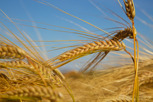 Grain fields, Österlen