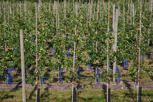 Apple orchard, Kivik