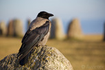 A crow at Ale's Stones, Österlen