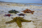 Starfishes at tide, Zanzibar