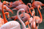 Flamingos at Jurong Bird Park