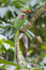 Rose-ringed parakeet at Jurong Bird Park