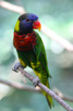 Rainbow lorikeets at Jurong Bird Park