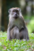 Monkey at the Bukit Timah Nature Reserve