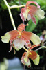 Orchid, National Orchid Garden
