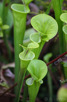 Plants at Garden by the Bay