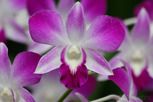 Orchid, National Orchid Garden