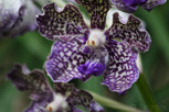 Orchid, National Orchid Garden