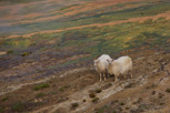 Sheep in the geothermal areas east of Reykjavík