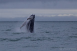 Humpback whale breaching, Húsavík
