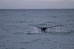 Humpback whale, Reykjavík