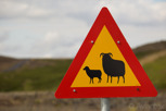 Sheep warning signs around highway 1