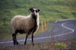 Icelandic wildlife during summer time