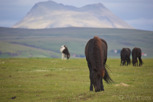 Icelandic horses grazing in front of Hekla
