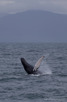 Humpback whale breaching, Húsavík