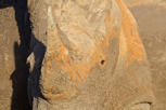 White rhino, Thanda Game Reserve
