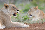 Femaie lions, Thanda Game Reserve