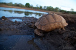 Tortoise, Thanda Game Reserve