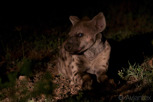 Hyena in the dark, Thanda Game Reserve