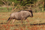 Wildebeest on the run, Thanda Game Reserve