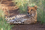Cheetah, Thanda Game Reserve