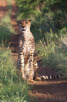 Cheetah, Thanda Game Reserve