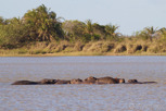 Hippos sleeping, iSimangaliso Wetland Park