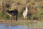 Waterbucks, iSimangaliso Wetland Park