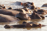 Hippos sleeping, iSimangaliso Wetland Park