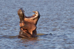Hippo, iSimangaliso Wetland Park