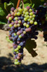 Bunch of grapes, Asara Wine Estate