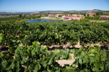 Wineyards at Asara Wine Estate