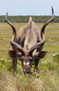 Kudu with its impressive horns, iSimangaliso Wetland Park