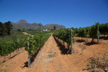 Wineyards, Stellenbosch