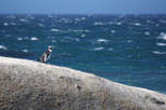 African penguin, Boulders Beach