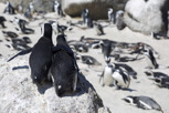 African penguins, Boulders Beach