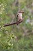 Kingfisher, Thanda Game Reserve